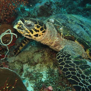 Buceo en Maldivas. Tortugas