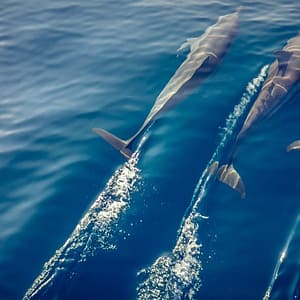 Atardecer con delfines