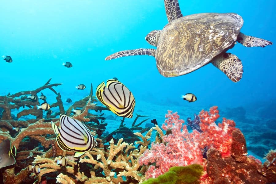 Snorkel con tortugas Snorkel con tortugas