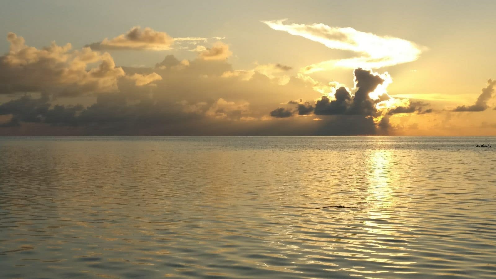 Atardecer con delfines