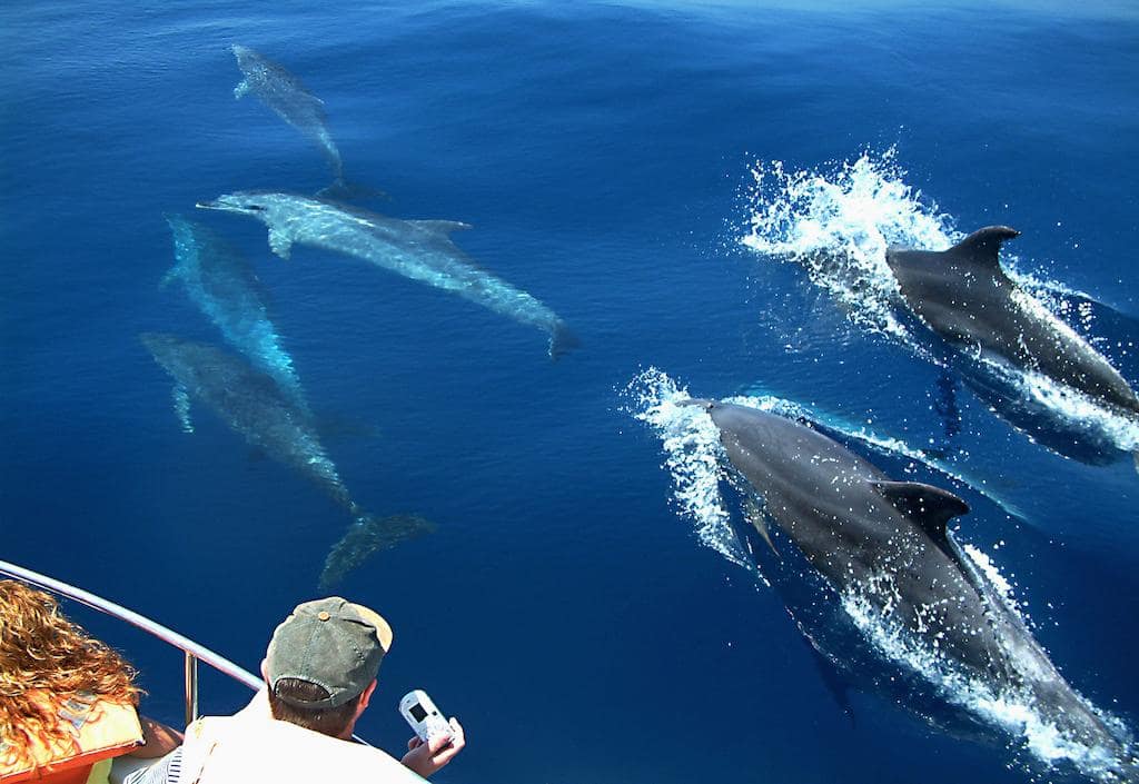 delfines3