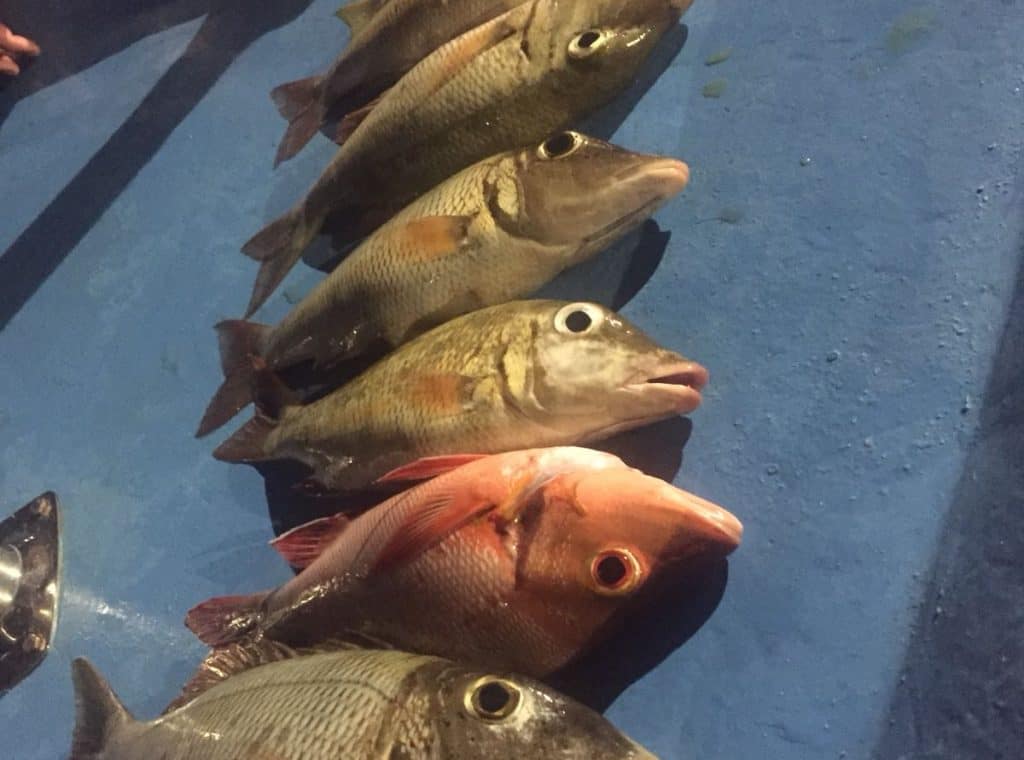 Pesca al atardecer